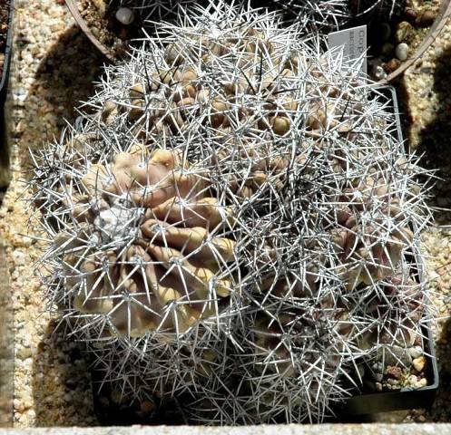 Copiapoa_macrocarpa